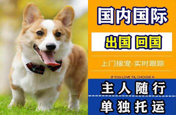 鄂尔多斯市宠物托运公司鄂尔多斯市宠物托运公司鄂尔多斯市宠物托运公司