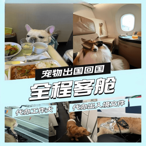 鄂尔多斯市宠物托运到白俄罗斯宠物入境规定和要求